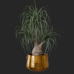 Ponytail Palm