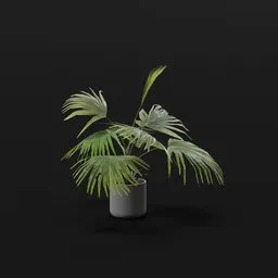 Chinese Palm Small Plant Potted