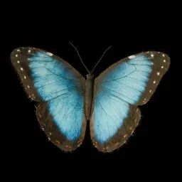 Realistic Butterfly