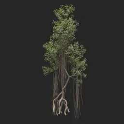 Mangrove Tree + animation