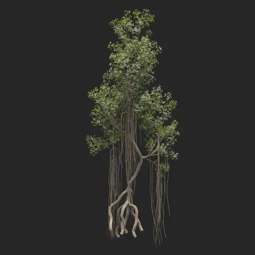 Mangrove Tree + animation