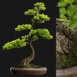 Bonsai Pine