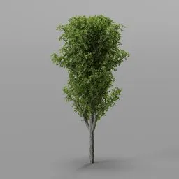 Ligustrum topiary tree