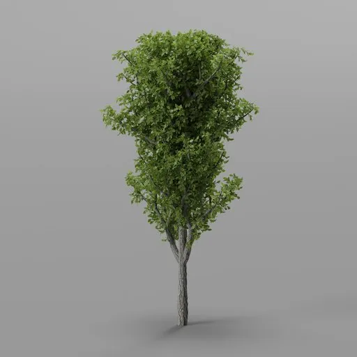 Ligustrum topiary tree