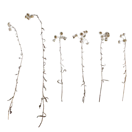 Anaphalis nepalensis Atlas
