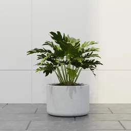 Split Leaf Tropical Plant