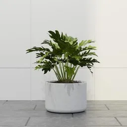 Split Leaf Tropical Plant