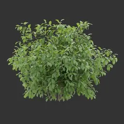 Simple Bush Plant
