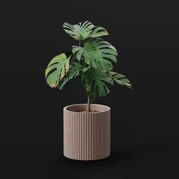 Monestera Plant Small Var Potted