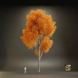 European Maple Acer Platanoide