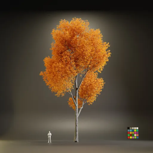 European Maple Acer Platanoide