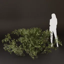 SJ-Fresh Rainy Day Bush