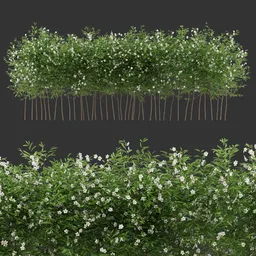 Multiple Flowering Bush Q