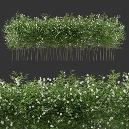 Multiple Flowering Bush Plant