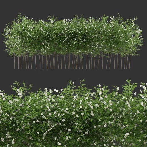 Multiple Flowering Bush Plant