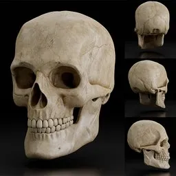 Detailed human skull 3D model showcasing multiple views, ideal for Blender rendering and anatomical study.