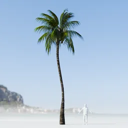 Coconut Tree