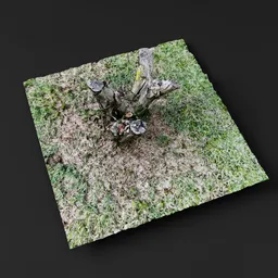 Cut Tree Stump with Mushrooms