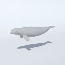 Low Poly  Beluga Whale