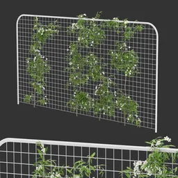 Horizontal Fence Ivy Flowering Q