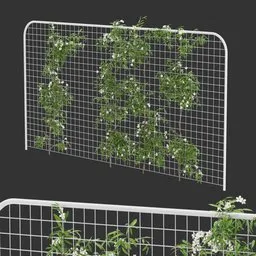 Horizontal Fence Ivy Flowering Q