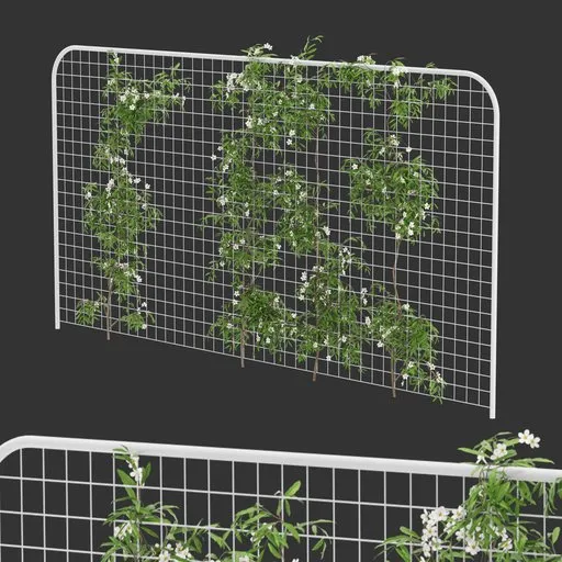Fence Ivy Flowering Plant