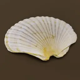 Detailed 3D model of a large, realistic scallop shell with intricate textures, ideal for oceanic Blender renders.