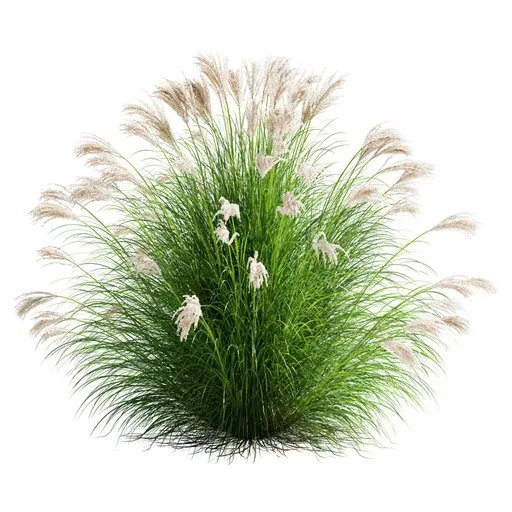 Grass Plants Miscanthus Nepalensis