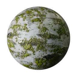 Birch Tree Bark with Moss