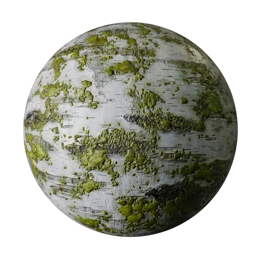 Birch Tree Bark with Moss
