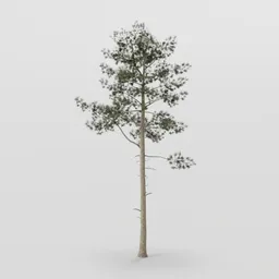 Tall Pine Tree