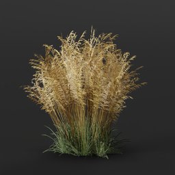 Hair Grass Bush