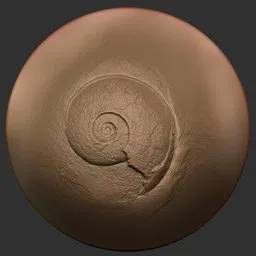 ER Fossil Brush-ammonites b