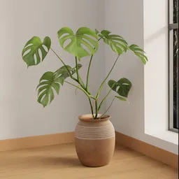 Small Monstera