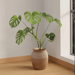 Small Monstera