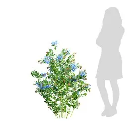 Small Plant Ceratostigma