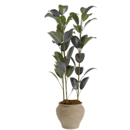 rubber plant