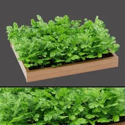 Green Coriander Leaves