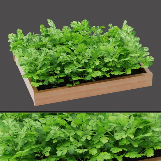 Green Coriander Leaves