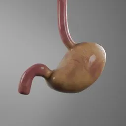 Human Stomach