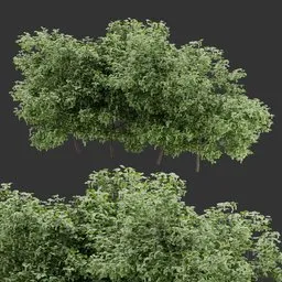 Simple Bush Plant Collection