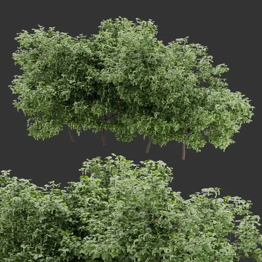 Simple Bush Plant Collection