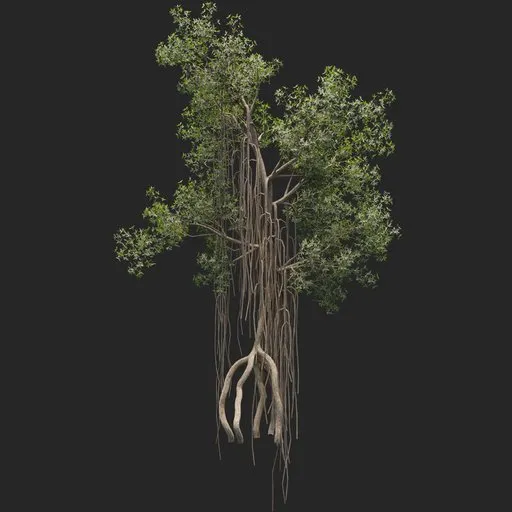 Mangrove Tree + animation