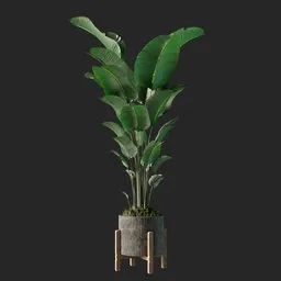 Realistic 3D-rendered banana plant model in stylish pot, detailed textures, perfect for Blender indoor nature scenes.