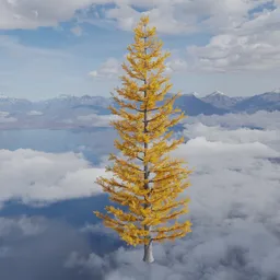 Yellow Larch Tree w/ Wind