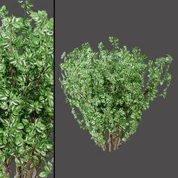 Variegated Leaf Shrub