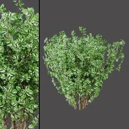 Variegated Leaf Shrub