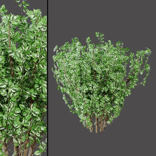 Variegated Leaf Shrub