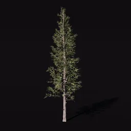 High-detail 3D larch tree model suitable for Blender rendering, showcasing intricate foliage and realistic bark texture.