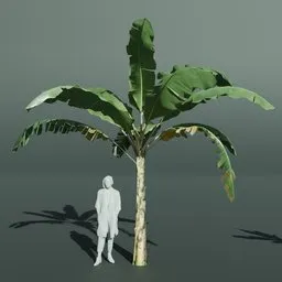 Tropical Banana Tree Medium